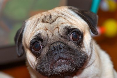 957586-pug-wandering-with-eyes-wide-open.jpg