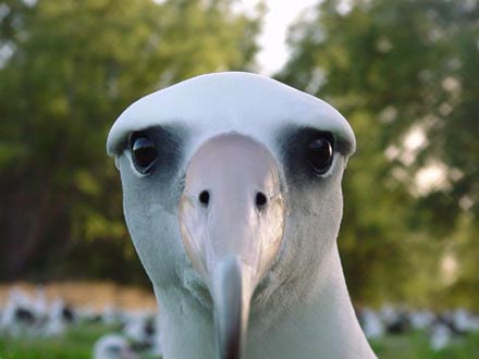 albatross-l-stare.jpg