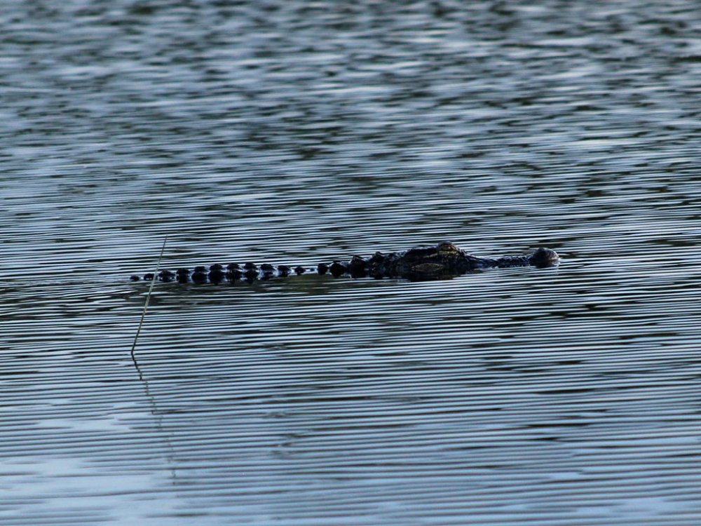 alligator in the ripples.jpg