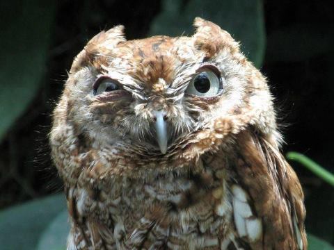 another incredulous owl.jpg