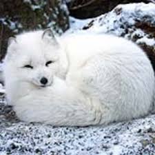 arctic fox 1.jpg