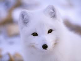 arctic fox 2.jpg