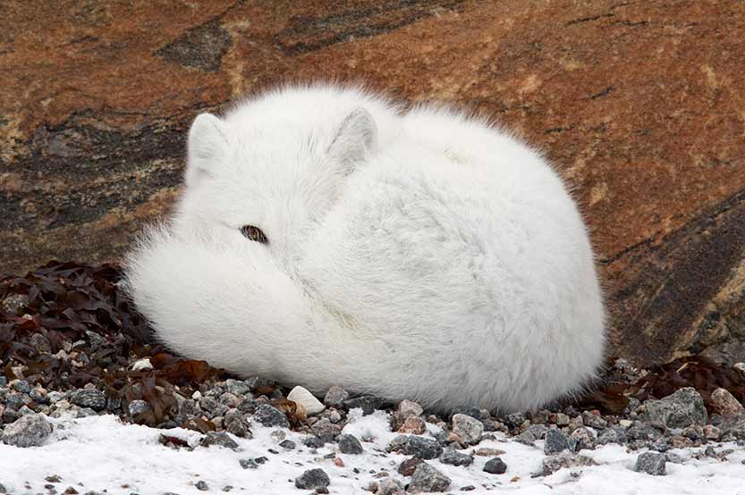 arctic fox 3.jpg