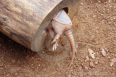 armadillo-tail-3189521.jpg