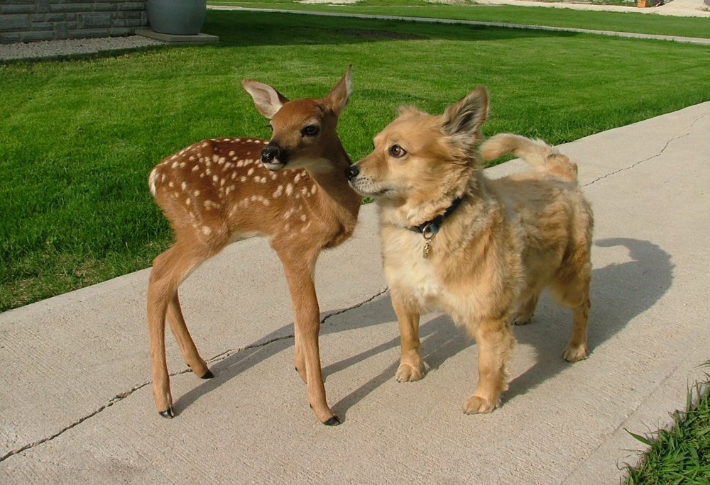 Baby deer and dog are friends.JPG