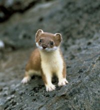 baby stoat.jpg