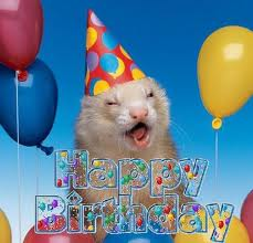 birthday ferret.png