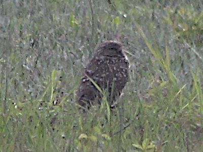 burrowing owl 2202-04-03-01.png