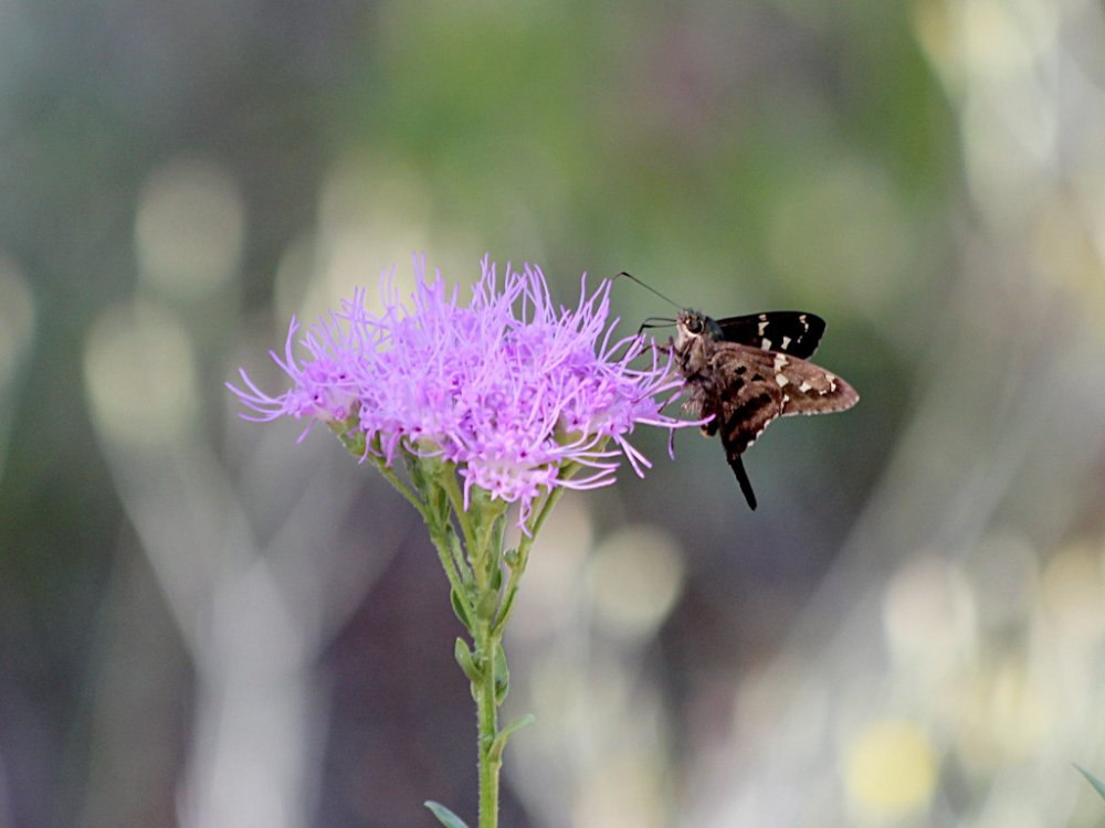butterfly and flower 2021-10-24.jpg