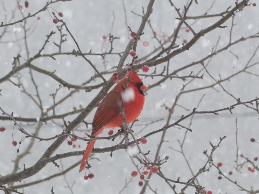 cardinal in the snow.jpg