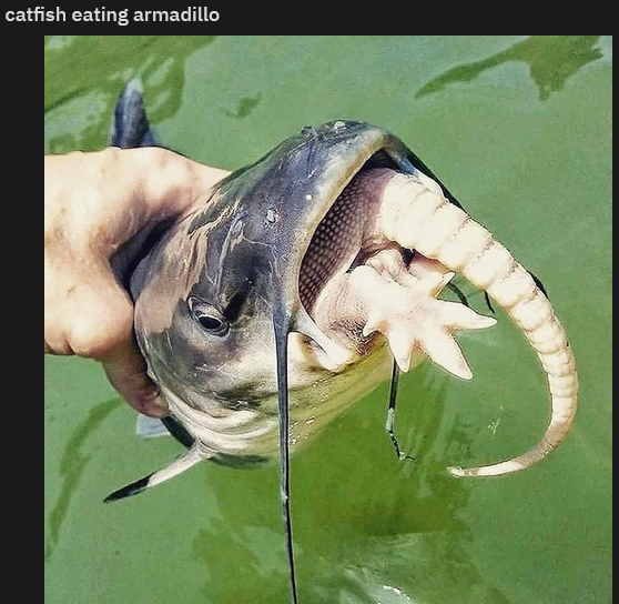 Catfish Armadillo.png