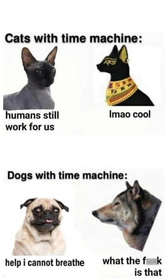 Cats and Dogs with Time Machines.jpg