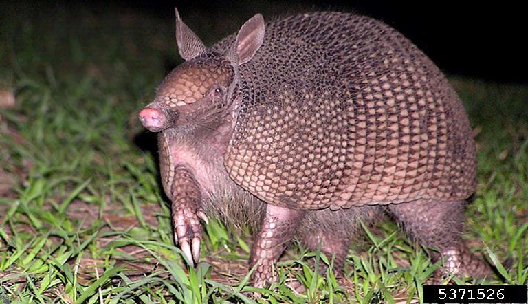 Chonky Armadillo.jpg