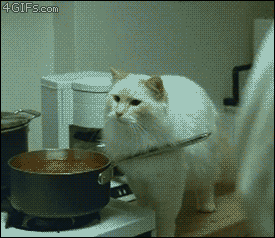 Cooking-with-cats-misunderstanding.gif