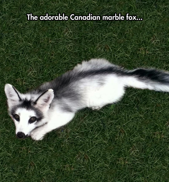 cool-Canadian-marble-fox-cute-colors.jpg