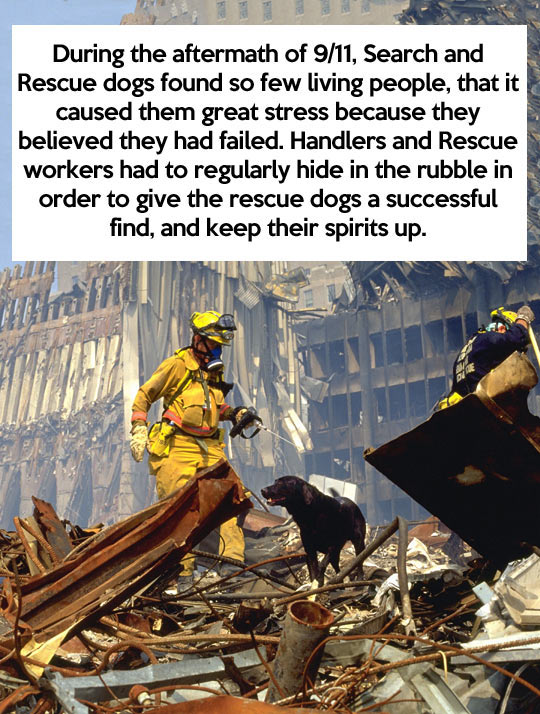 cool-dogs-rescue-World-Trade-Center.jpg