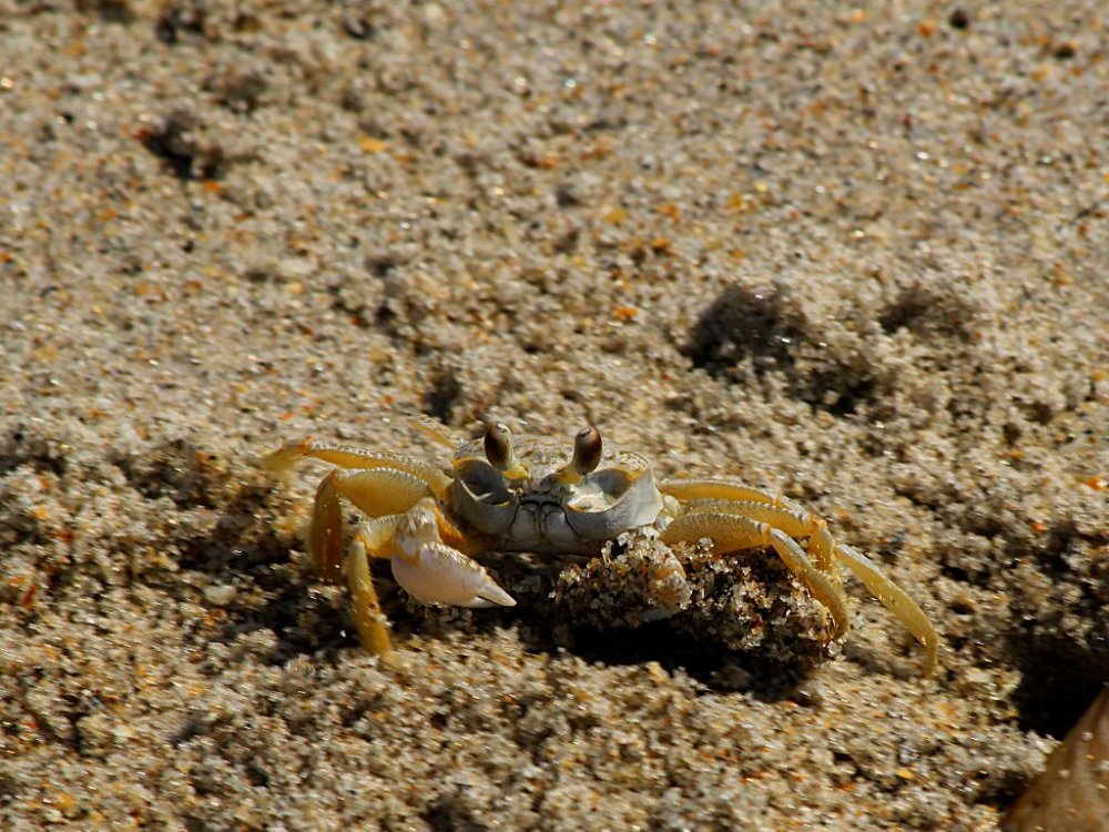 crab 2016-06-28-01.jpg