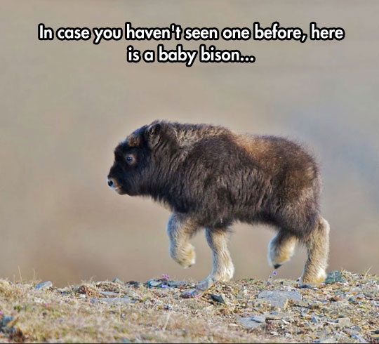 cute-baby-bison-climbing-rocks.jpg