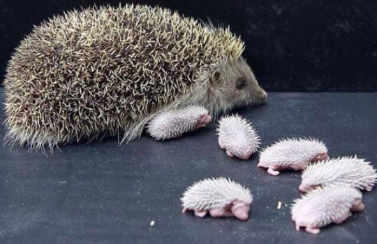 cute-baby-hedgehog-babies-white-spikes.jpg