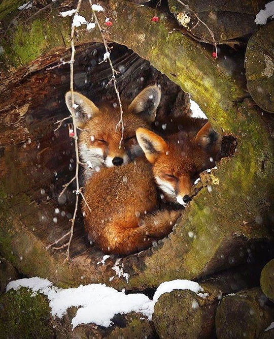 cute-snuggle-red-fox-log.jpg