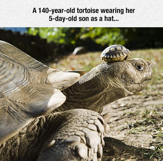 cute-tortoise-shell-little-baby.jpg