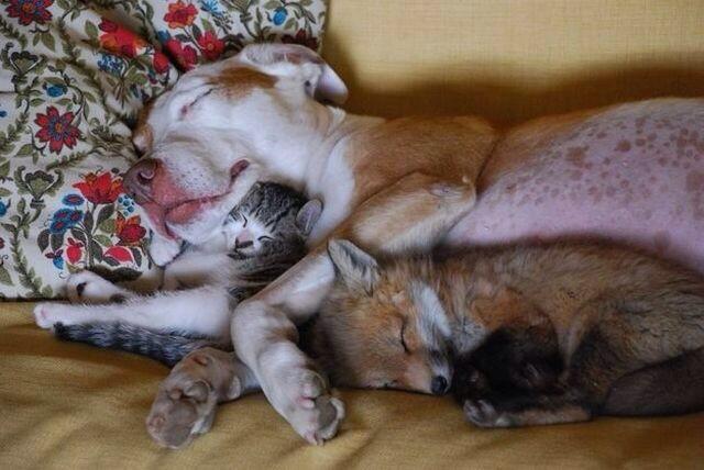 Dog Cat Fox Cuddle.jpg