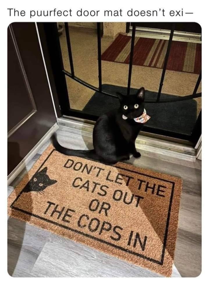 Don't let the cats out or the cops in.jpg