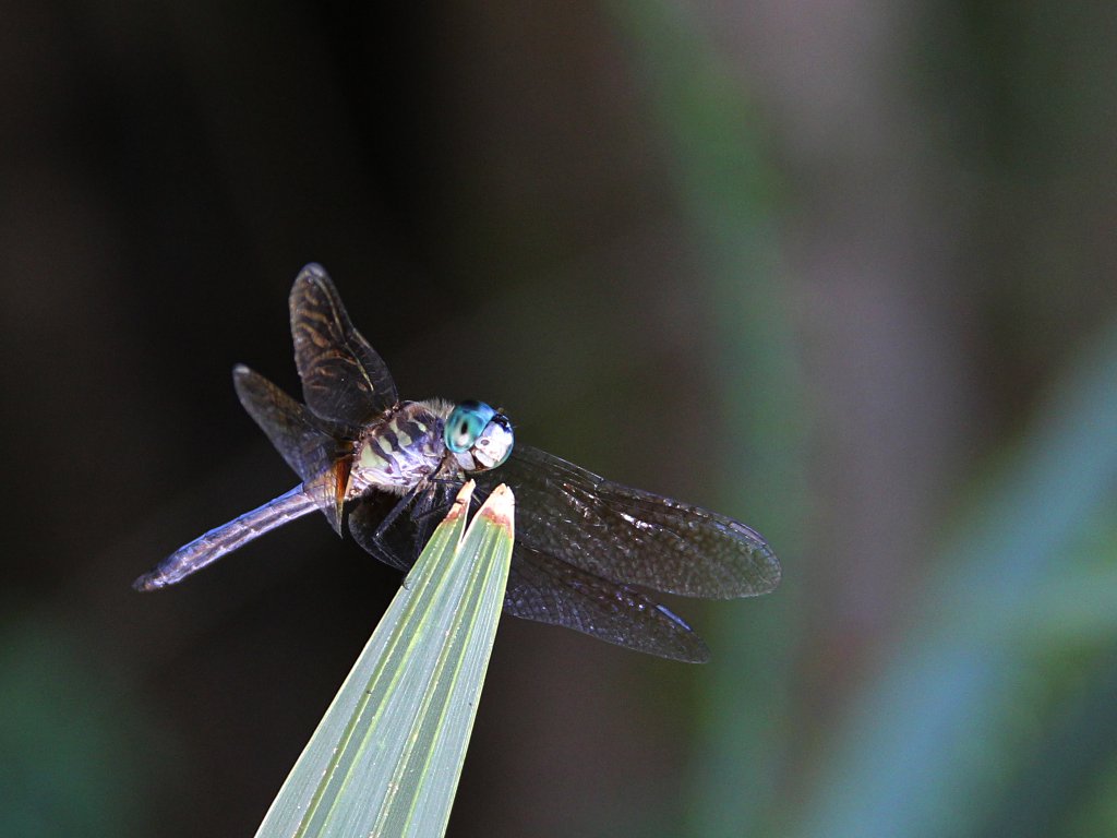 dragonfly on porch 2013-10-13.jpg