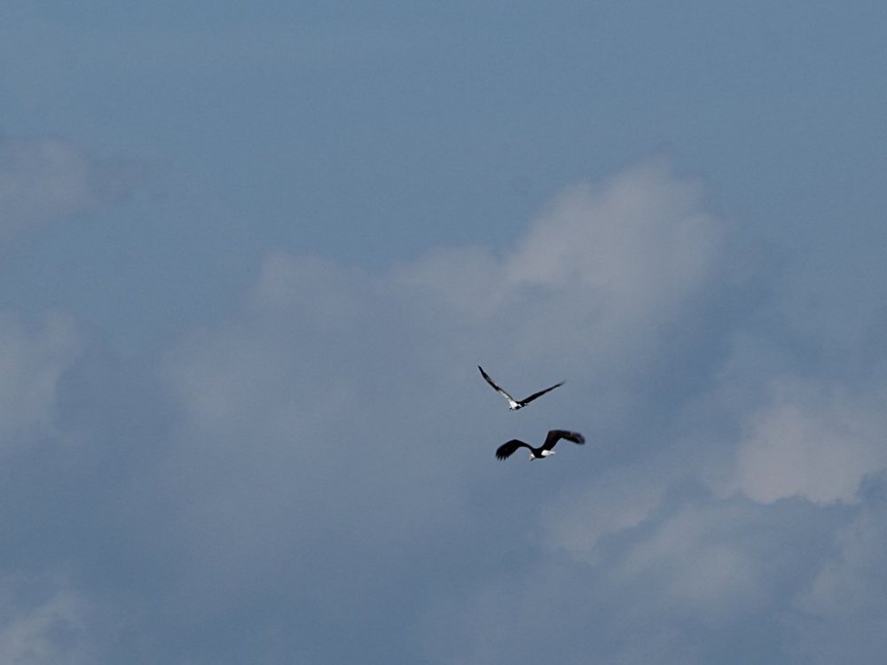eagle and osprey.jpg