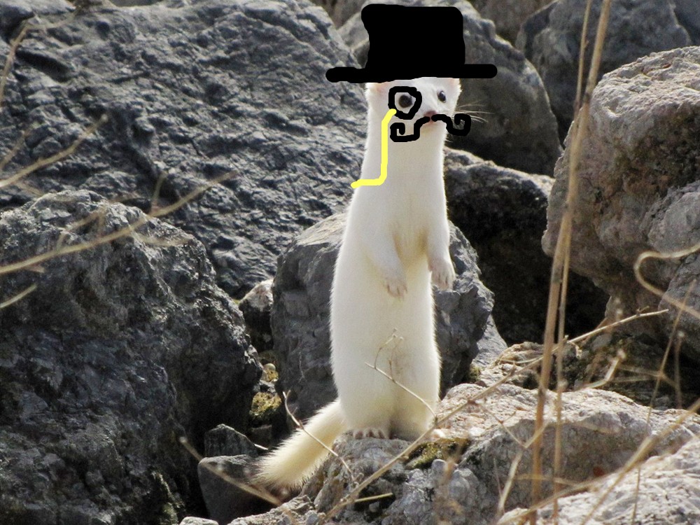 eevil weasel.jpg