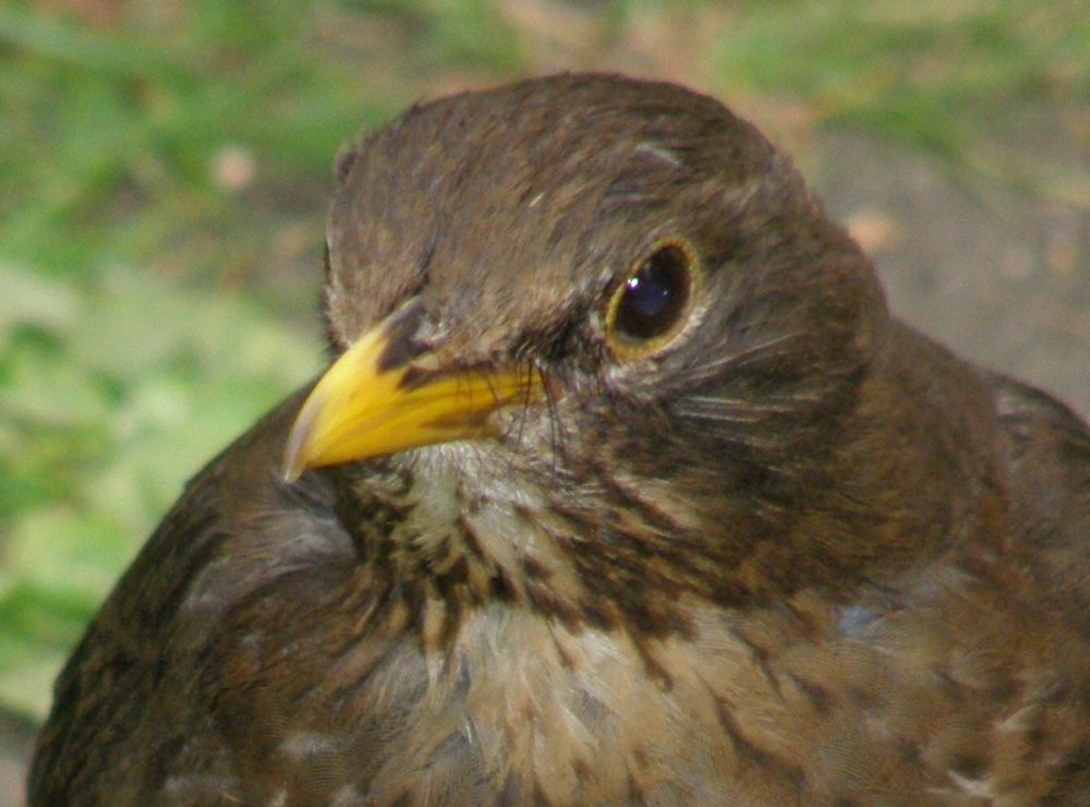 Female Blackbird..jpg