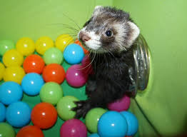 ferret ball pit.png