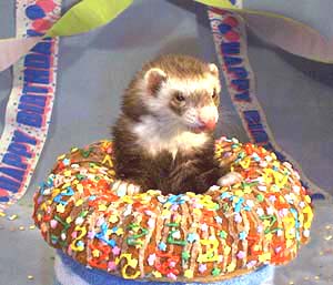 ferret cake.jpg