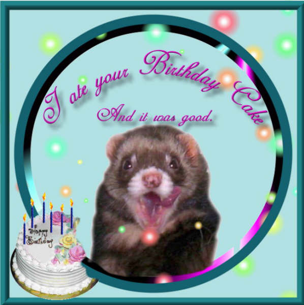 ferret cakeeatbd.jpg