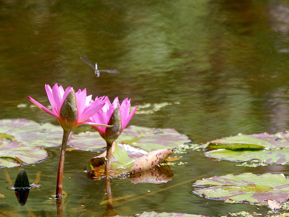 flower and dragonfly at mckee.jpg