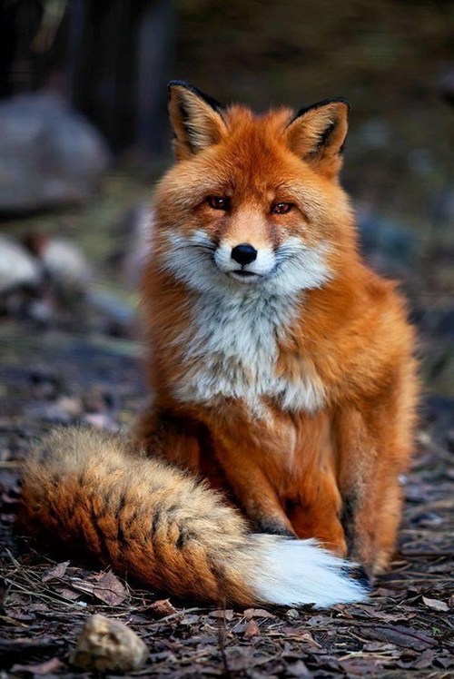 Fox.jpg