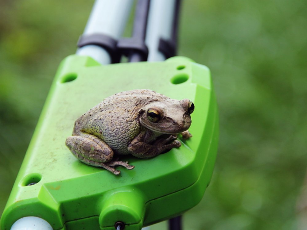 frog on lawn mower.jpg