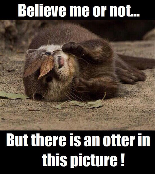 funny-otter-picture-ninja-leaf.jpg