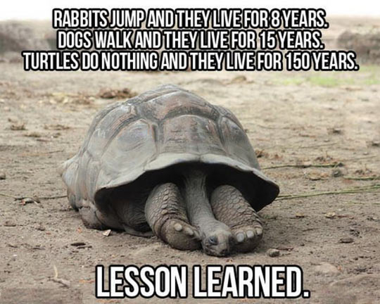 funny-rabbits-turtles-lesson-learn-years.jpg