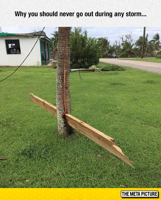 funny-tree-board-storm-dangerous.jpg