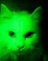 glow in the dark cat.JPG