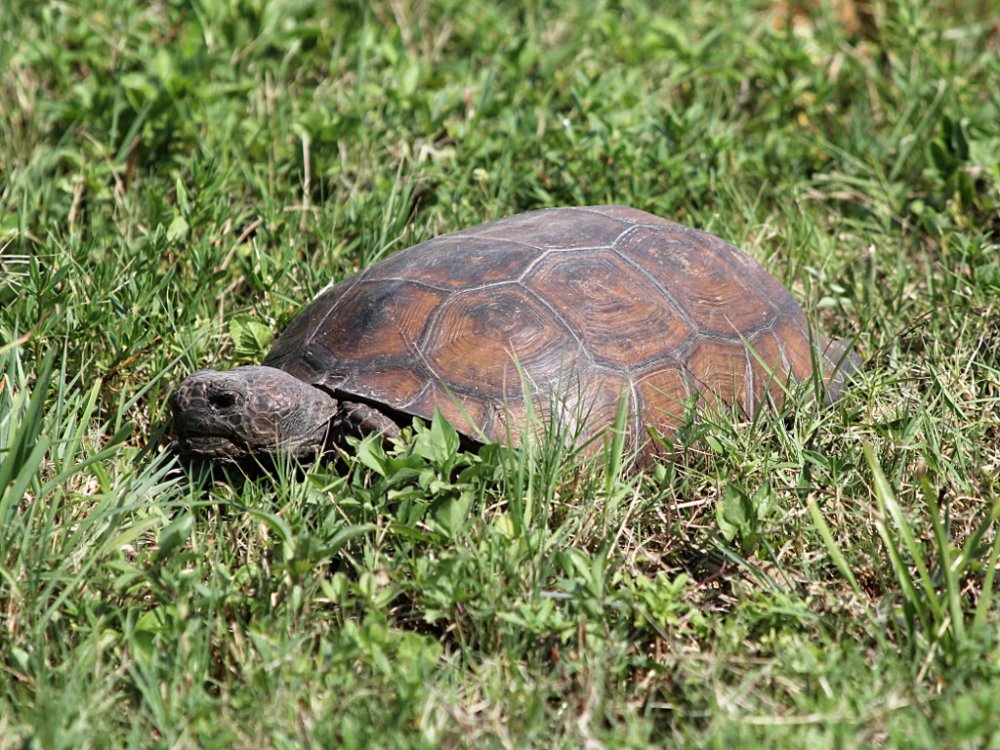 gopher tortoise 2020-05-20.jpg