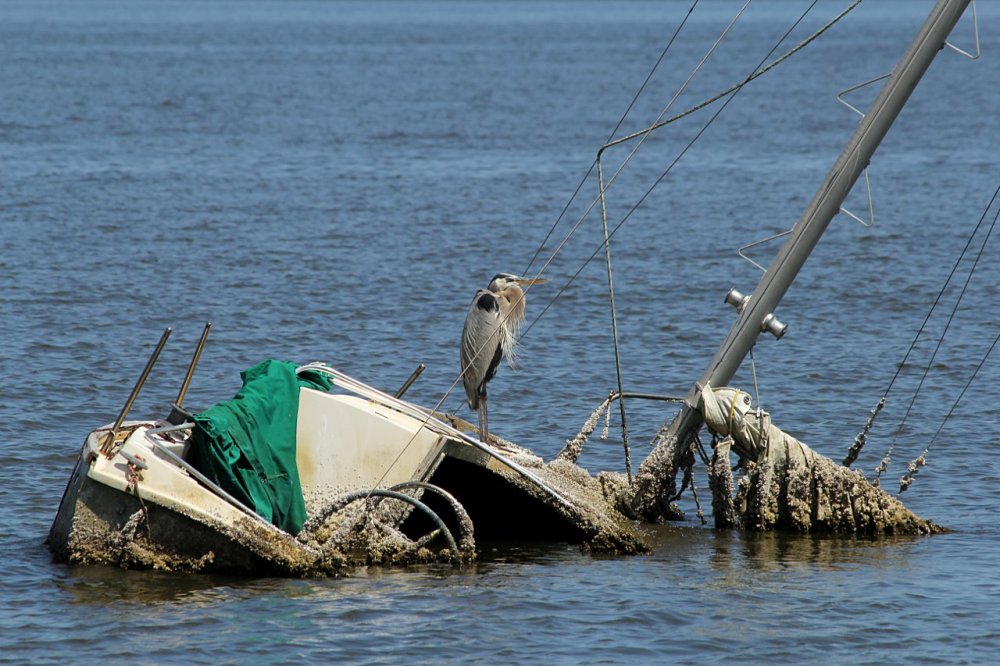 great blue heron down with the ship.jpg