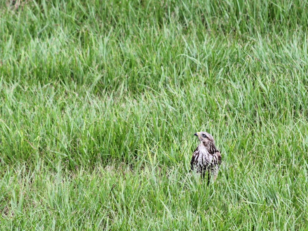 hawk in the tall grass.jpg