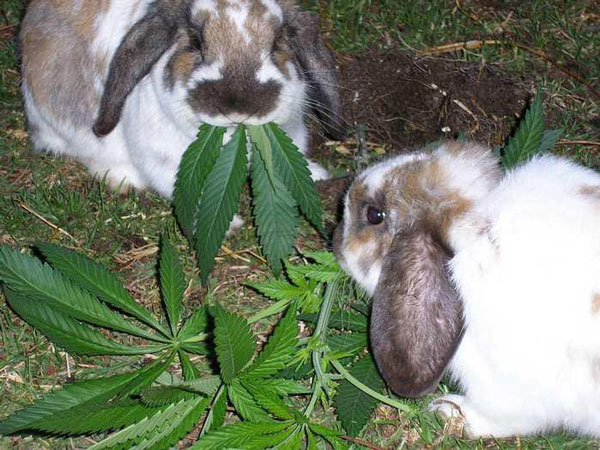 high-rabbits.jpg