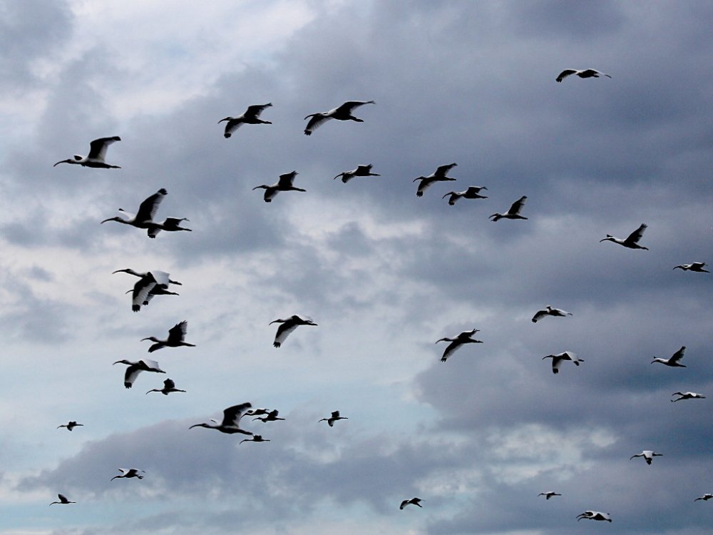 ibises flock 2021-01-11.jpg