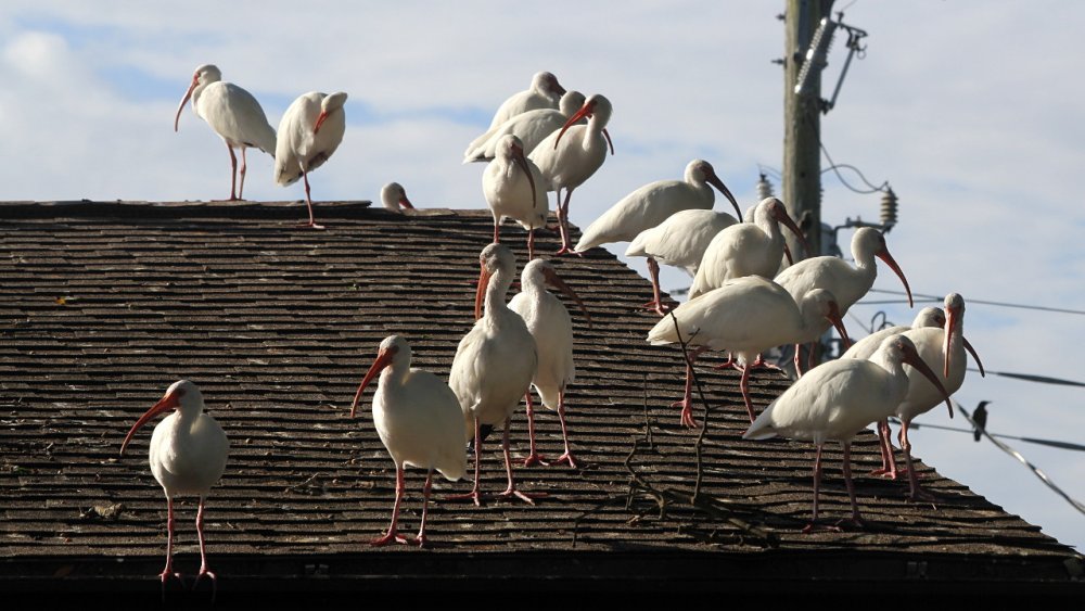ibises on rooftop 2020-11-13-01.jpg