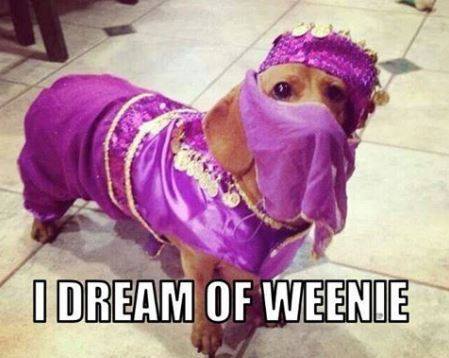 idreamofweaniedogcostume.jpg