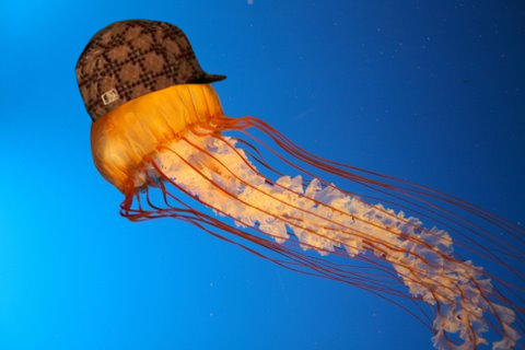 jellyhat.jpg