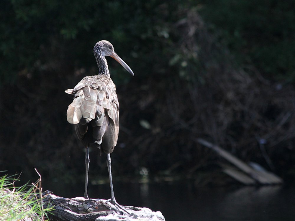 limpkin 2024-08-11-01.jpg